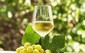 vino bianco vino bianco